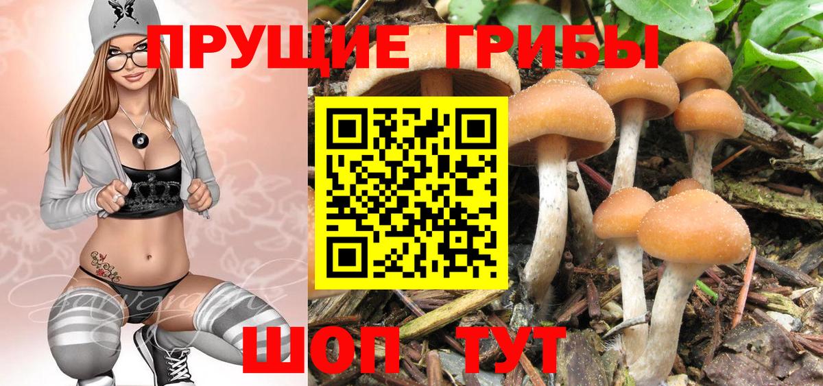 Псилоцибиновые грибы Psilocybe Урай
